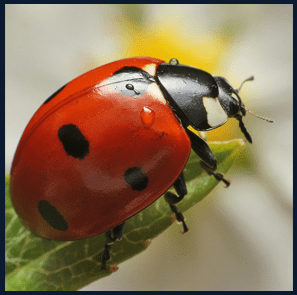 This image has an empty alt attribute; its file name is Lady-bug.png