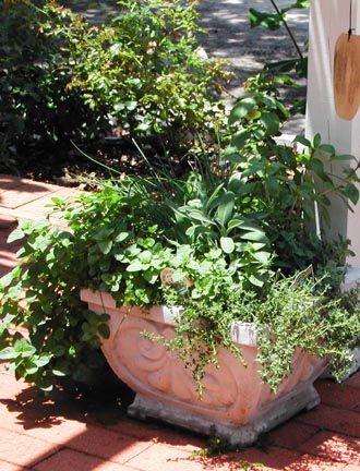 Springtime herb garden